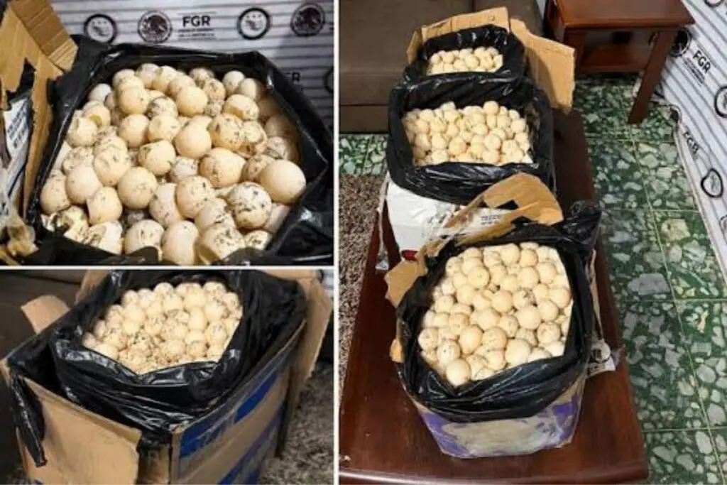 Cae en Chiapas presunto traficante con mil 800 huevos de tortuga; FGR ya investiga el caso