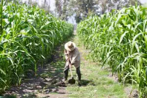 Agricultura en México recibiría 88 mil mdp en 2027; habría un aumento real de 13.4%