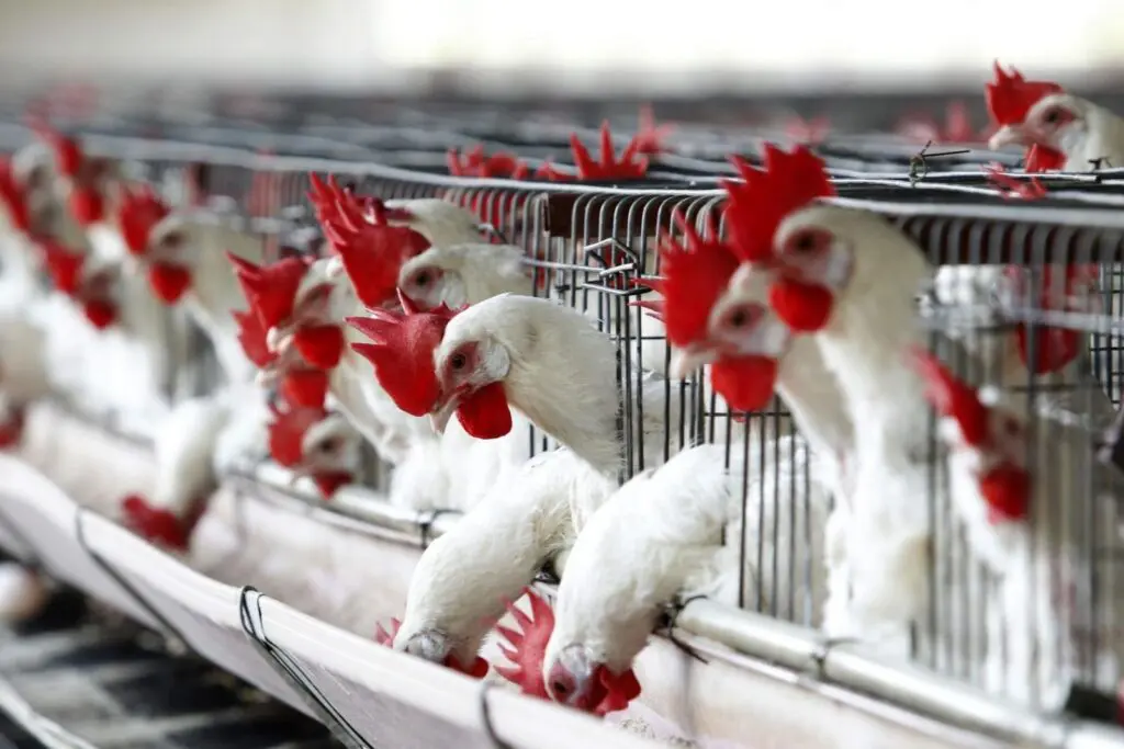 Uruguay activa emergencia sanitaria por influenza aviar H5 tras detectar foco en aves de traspatio