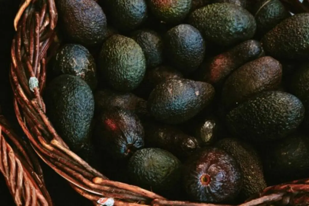 México refuerza cadena aguacatera: Presidenta firma acuerdos para impulsar exportaciones