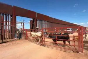 Sonora suspende exportación de ganado a Estados Unidos por caso sospechoso de fiebre aftosa