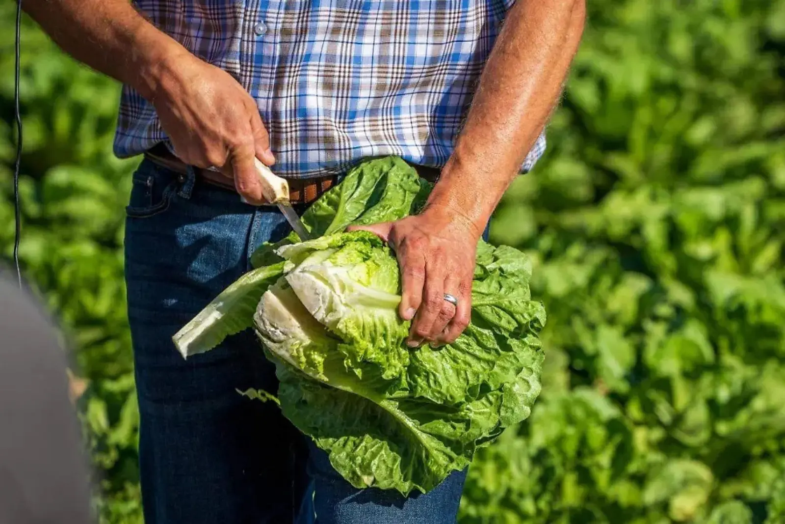 FDA vincula brote de ciclosporiasis en EU con lechuga de Taylor Farms en México