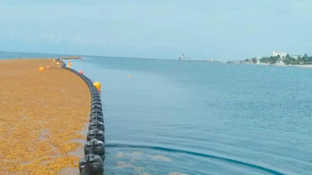Autoridades de Quintana Roo muestran estrategias para atender el sargazo ante representantes de 30 países.