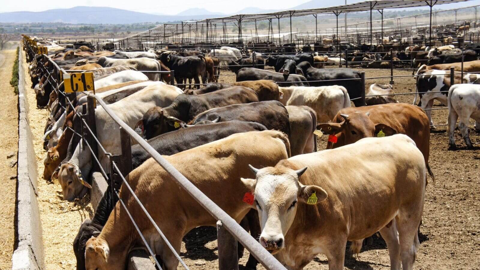 Autoridades supervisan el primer embarque de ganado exportado desde Agua Prieta, Sonora, tras cumplir nuevo protocolo zoosanitario.