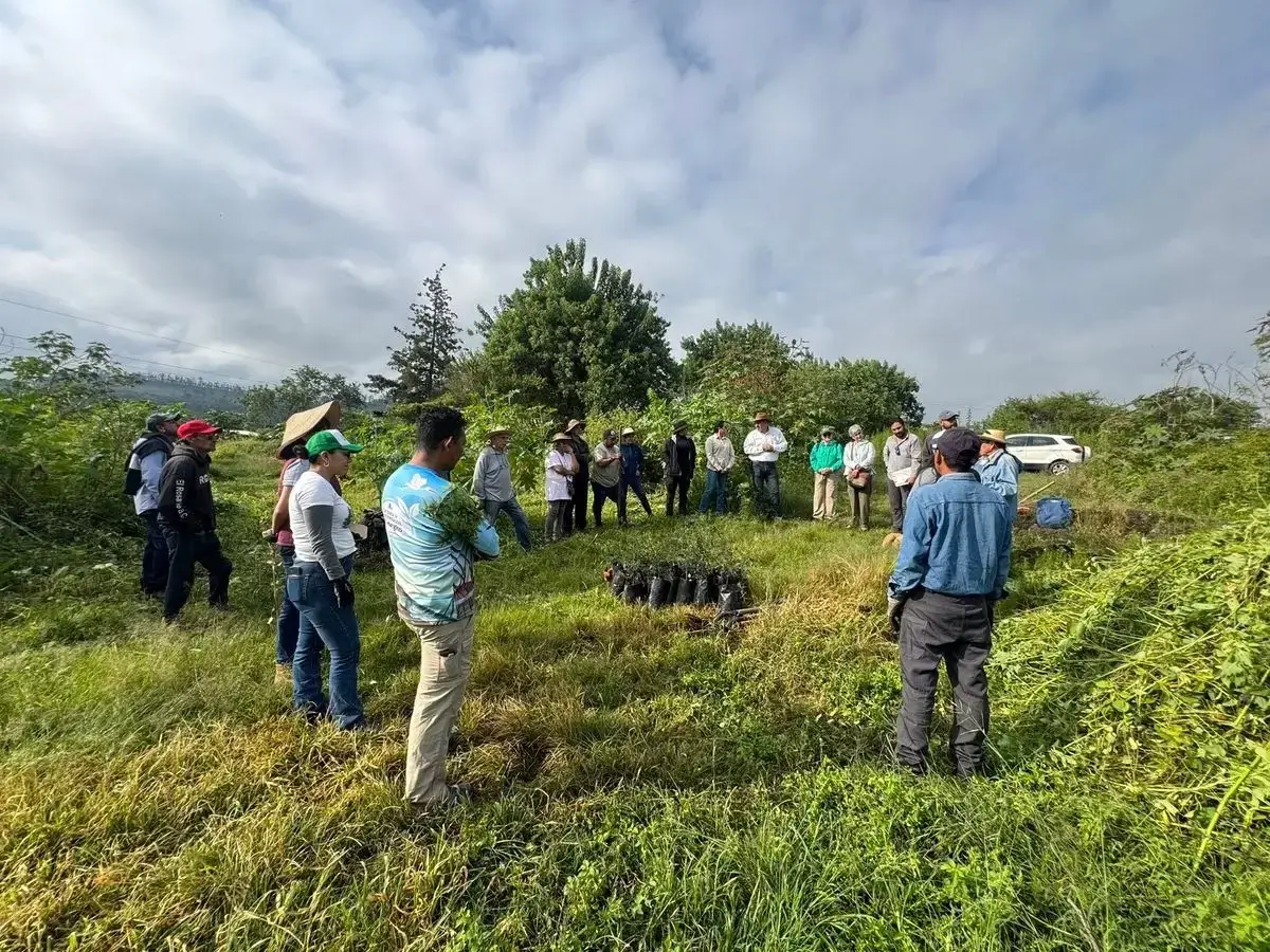 Funcionarios y voluntarios durante jornada de reforestación con zapote prieto en Michoacán