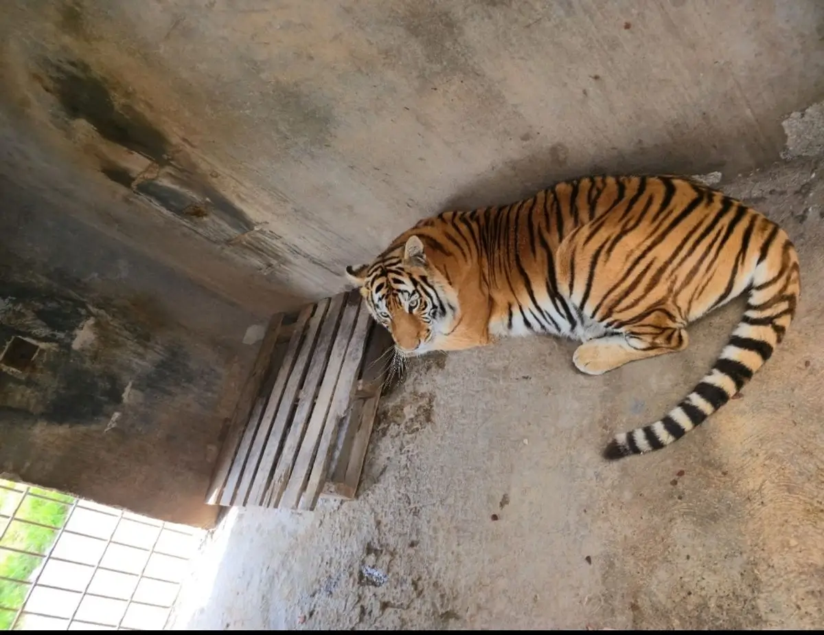 Tigre rescatado en cateo de la colonia Matilde en Pachuca