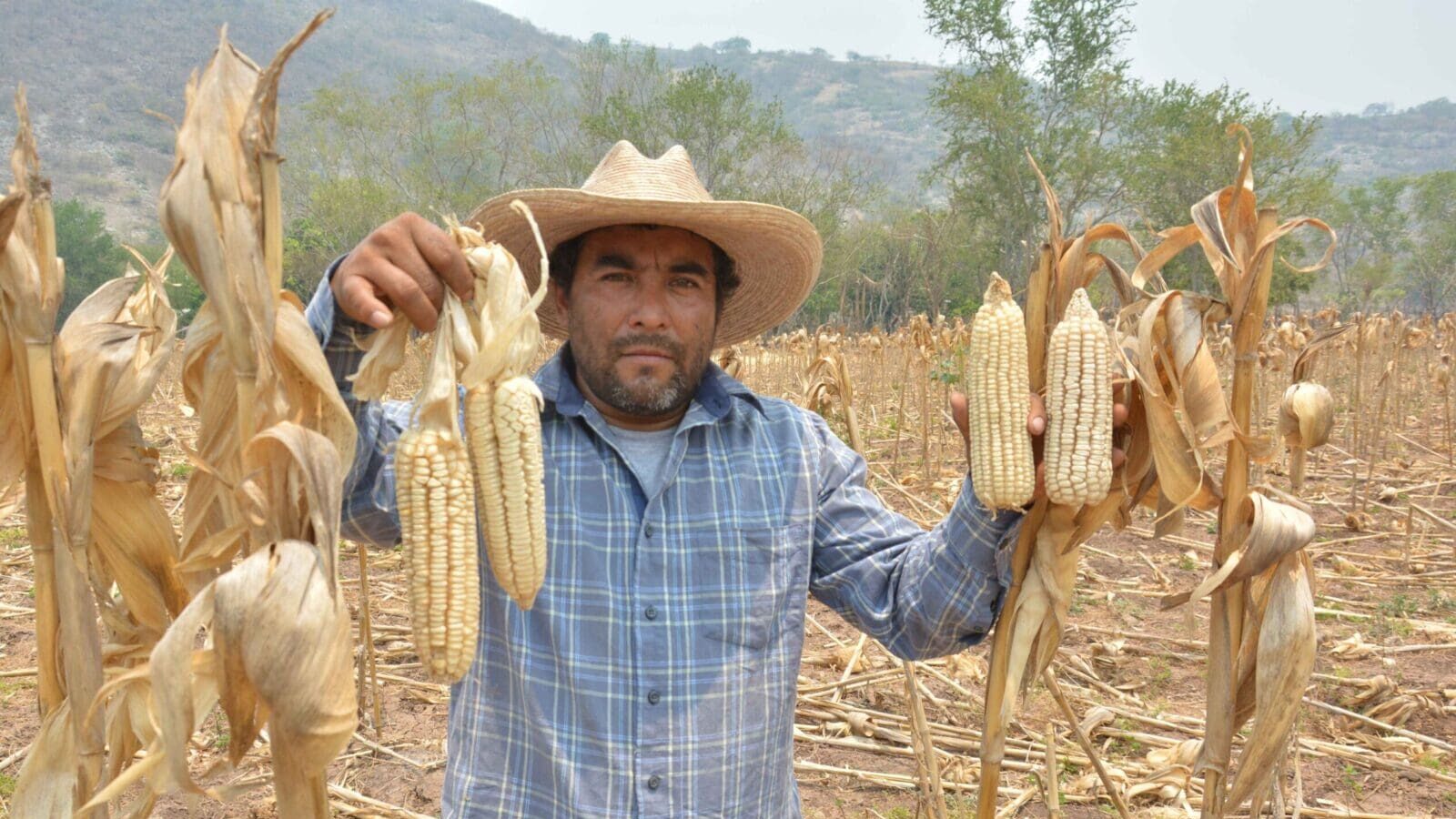 Campesino sosteniendo una mazorca en el campo
